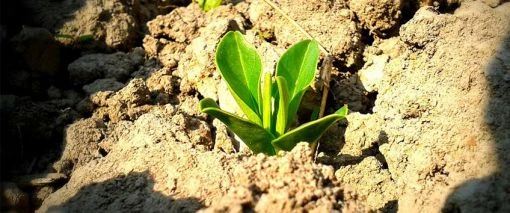 Sapling growing in the soil