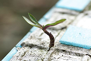 A plant growing in concrete